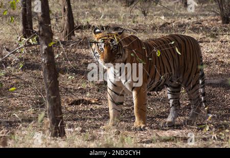 A male wild Royal Bengal Tiger standing amongst trees in the forest looking at the camera. The full animal is shown Stock Photo