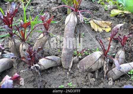 Red table beet grows in open organic soil Stock Photo
