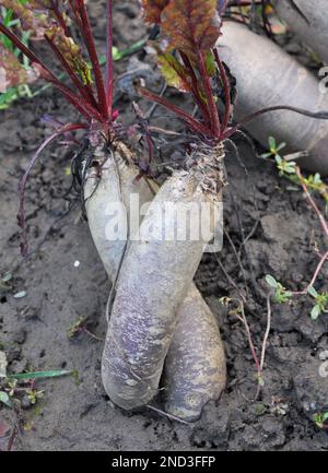 Red table beet grows in open organic soil Stock Photo