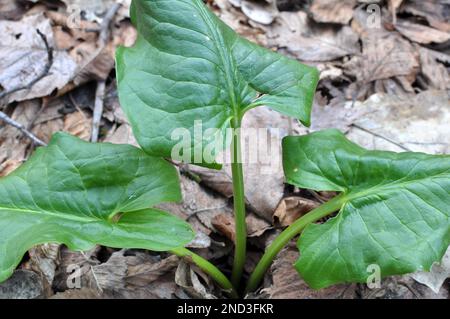 Arum (Arum besserianum) grows in the forest in early spring. Stock Photo