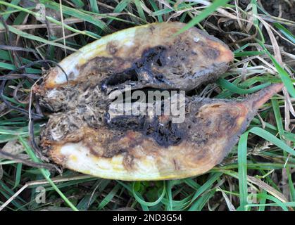 Ripe fodder beetroot affected by root rot Stock Photo