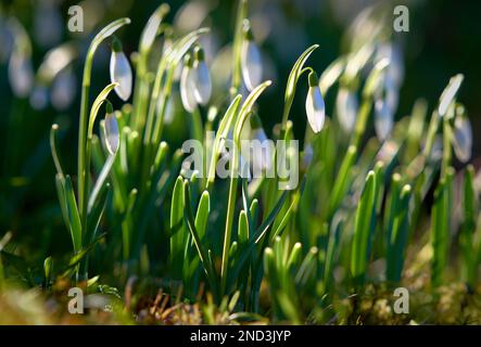 White Spring Snowdrops. Spring Snowdrops growing on the forest floor. Stock Photo