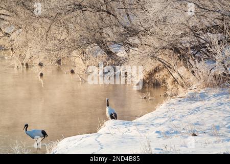 Red crowned cranes on frozen river at early morning, Hokkaido, Japan Stock Photo