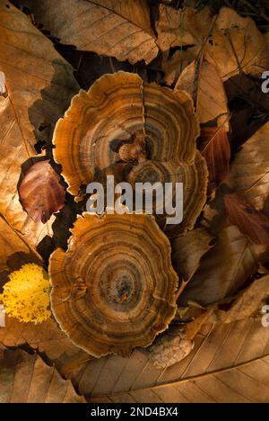 New Forest, Hampshire, UK: A ringed polypore, surrounded by fallen leaves in the Autumn evening light. Stock Photo