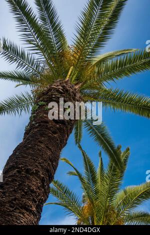 Palm trees against a blue sky, Algarve, Portugal Stock Photo