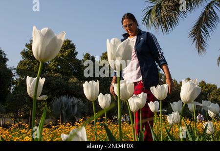 New Delhi, India. 15th Feb, 2023. A woman passes by blooming tulips on the roadside in New Delhi, India, Feb. 15, 2023. Credit: Javed Dar/Xinhua/Alamy Live News Stock Photo