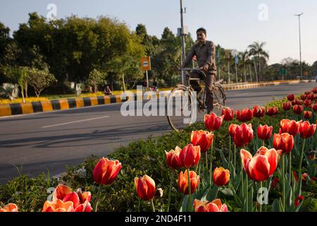 New Delhi, India. 15th Feb, 2023. A man riding a bicycle passes by blooming tulips on the roadside in New Delhi, India, Feb. 15, 2023. Credit: Javed Dar/Xinhua/Alamy Live News Stock Photo