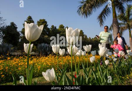 New Delhi, India. 15th Feb, 2023. People pass by blooming tulips on the roadside in New Delhi, India, Feb. 15, 2023. Credit: Javed Dar/Xinhua/Alamy Live News Stock Photo