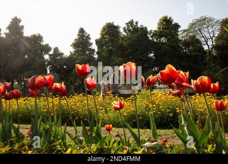 New Delhi, India. 15th Feb, 2023. People pass by blooming tulips on the roadside in New Delhi, India, Feb. 15, 2023. Credit: Javed Dar/Xinhua/Alamy Live News Stock Photo