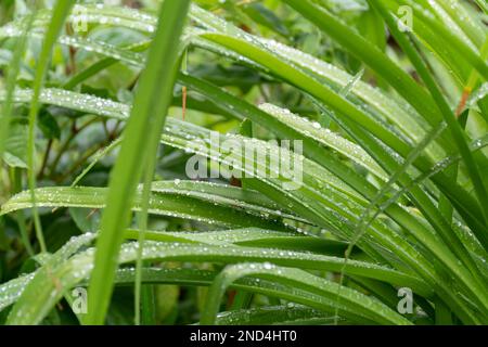 Green leaf with water drops, selective focus. Lovely green grass after rain Stock Photo