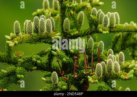 Young Cones Of A Red Spruce, Picea Rubens, found growing on the summit of Snowy Mountain in the Adirondack Forest Preserve in New York State Stock Photo