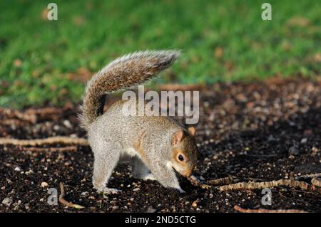 Grey Squirrel (Sciurus carolinensis) caching food by burying a peanut given by visitor to city park, Edinburgh, Scotland, January 2017 Stock Photo