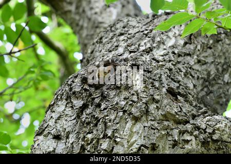Grey Squirrel (Sciurus carolinensis) view of squirrel peering out of cavity in common walnut tree growing in public park, Edinburgh, Scotland Stock Photo