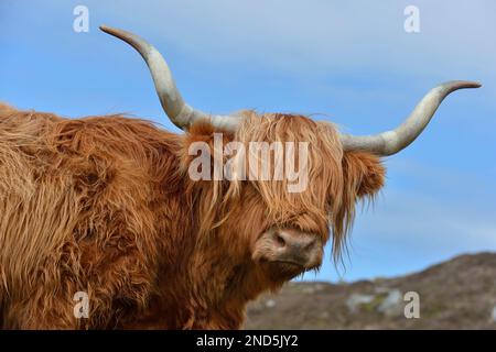 Highland Cow (Bos taurus) close-up of female at Hushnish, North Harris Estate, Outer Hebrides, Scotland, May 2016 Stock Photo