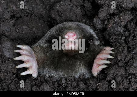 Mole (Talpa europaea) staged image of dead animal, Berwickshire, Scottish Borders, Scotland, July 2008 Stock Photo