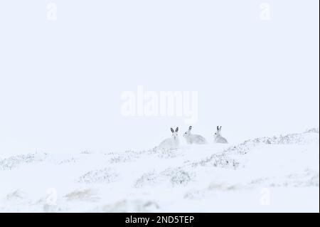 Mountain Hares (Lepus timidus) group on sheltered side a a mountain in winter, Glen Shee, Cairngorms National Park, Scotland, March 2020 Stock Photo