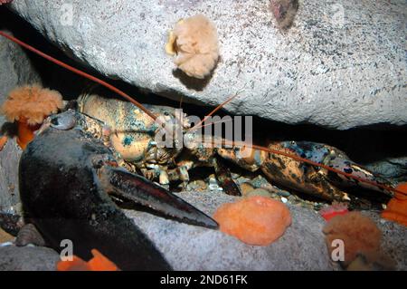 northern lobster in deep boulder reef rock crevice Stock Photo
