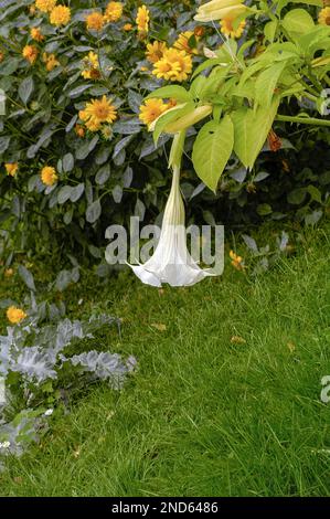 Brugmansia arborea, Angel's trumpet, Engelstrompete, in a Cottage garden Stock Photo