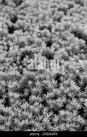 Springs buds budding on the pine branch in a black and white monochrome. Stock Photo