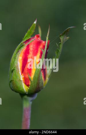 variegated rose bud in a garden in Oregon Stock Photo