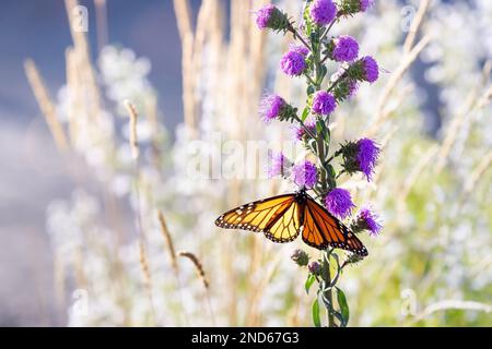 Monarch butterfly on Meadow Blazing Star in sunshine in Northern Michigan Stock Photo