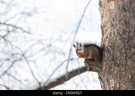 Fluffy squirrel eats nuts sitting on the wood in winter Stock Photo