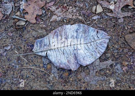 A large leaf of a bigleaf magnolia tree laying flat upside down on the wet trail surrounded by other fallen leaves in the forest closeup view in winte Stock Photo