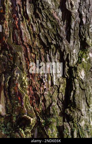 The texture of the tree bark. Background of tree bark. textured background for design. Stock Photo