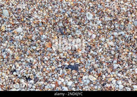 Shell close-up. The ocean coast. Background of seashells. View from above. Stock Photo