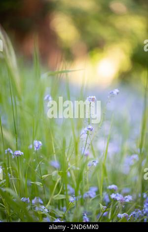 up close photo of a field of purple wildflowers in Hendricks Park Oregon in May. Stock Photo
