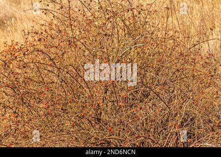 red rosehip fruits on a branch in the forest. beauty in nature, berry in the forest close-up. Stock Photo