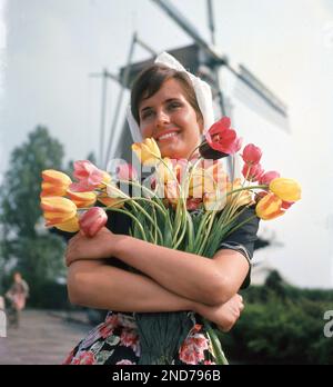 1960s, historical, an attractive young dutch woman in national costume and wearing a dutch hat or bonnet holding a bunch of tulips, windmill behind, Holland, The Netherlands. Orginally from Persia, the tulip is one of the Netherlands main exports, and like windmills, an iconic symbol of Dutch culture. The flower when given, is also known of a declaration of love. Stock Photo