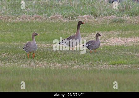 Tundra Bean Goose (Anser fabalis rossicus) pair with first year feeding on pastureland  Veranger Fjord, Norway     June Stock Photo