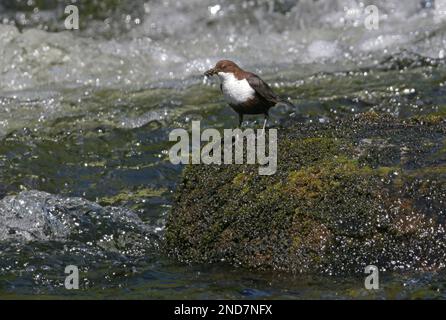 Black-bellied Dipper (Cinclus cinclus cinclus) adult with food on mossy stone in river  Norway                June 2006 Stock Photo