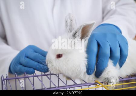 Scientist with rabbit in chemical laboratory, closeup. Animal testing Stock Photo