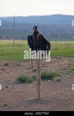 The cinereous vulture (Aegypius monachus) is a large raptorial bird that is distributed through much of Eurasia. It is also known as the black vulture Stock Photo