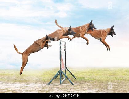 young belgian shepherd training in the nature for security Stock Photo