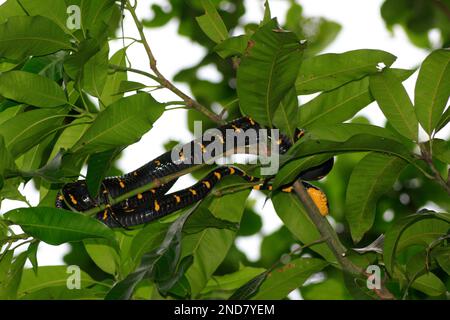 Boiga dendrophila (also known as Mangrove Snake or Gold-ringed cat snake) is a species of snakes of the family Colubridae considered mildly venomous. Stock Photo