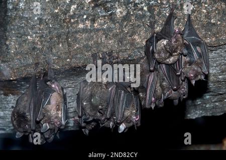 Seba's short-tailed leaf nose bats hanging upside down in cave Stock Photo