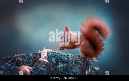 Squirrel sits on an autumn tree stump and eats a nut, the best photo. Stock Photo