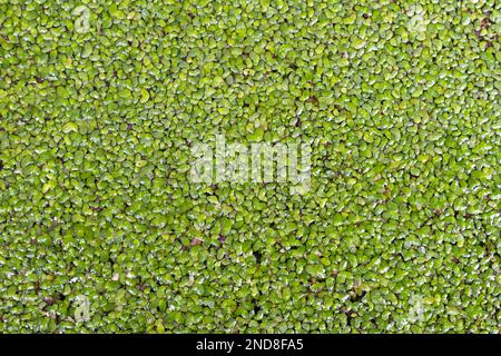 Natural vibrant green background composed of a dense pattern of aquatic plants, creating an abstract and textured visual effect. Full frame Stock Photo