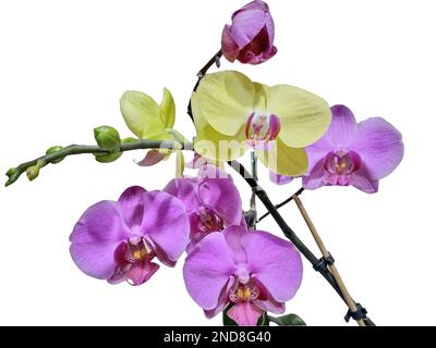 pink and yellow orchids isolated on white Stock Photo
