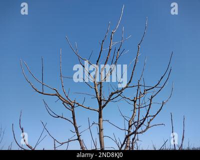 the leafless branches of a tree in the winter Stock Photo