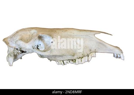 Pony skull isolated on a white background Stock Photo