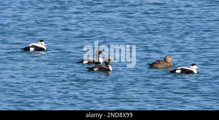 Adult female common eider with male common eiders (Somateria mollissima) and two juveniles in first winter plumage swimming along the North Sea coast Stock Photo