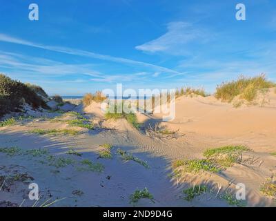 Dune landscape with valleys and shifting sands in the spring with fresh green plants and dune grasses against blue sky with clouds veil Stock Photo