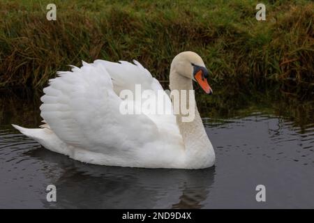 Close up of a Mute Swan, Cygnus olor, with swollen wings, swimming in a ditch with beautiful white feathers and black nasal protuberance with orange b Stock Photo
