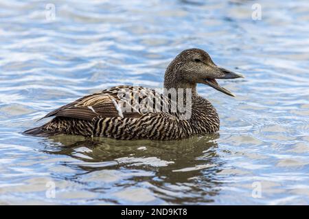 Frmale Eider (Somateria mollissima) on the water Stock Photo