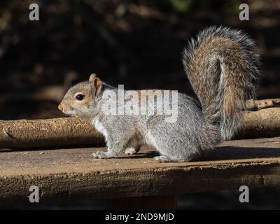 An eastern gray squirrel, Sciurus carolinensis, also known in the UK as just grey squirrel. Stock Photo