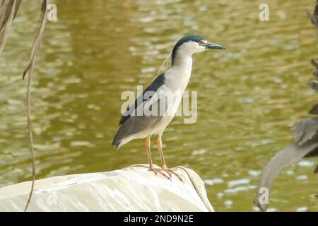 Close up Black-crowned Night-Heron or Nycticorax nycticorax hoactli with red eyes. Selective focus. Stock Photo